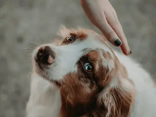 Dog being petted gently on head