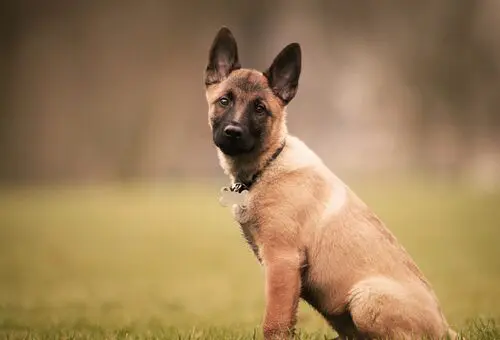 Adorable dog in a field