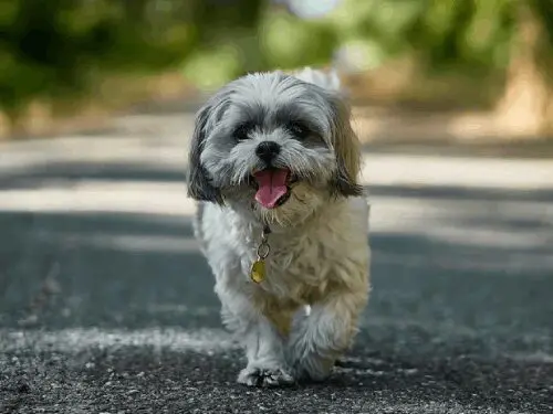 Fluffy dog with tongue out strolling