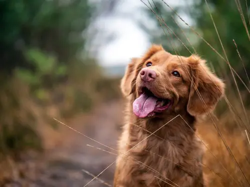 Happy dog on a nature trail