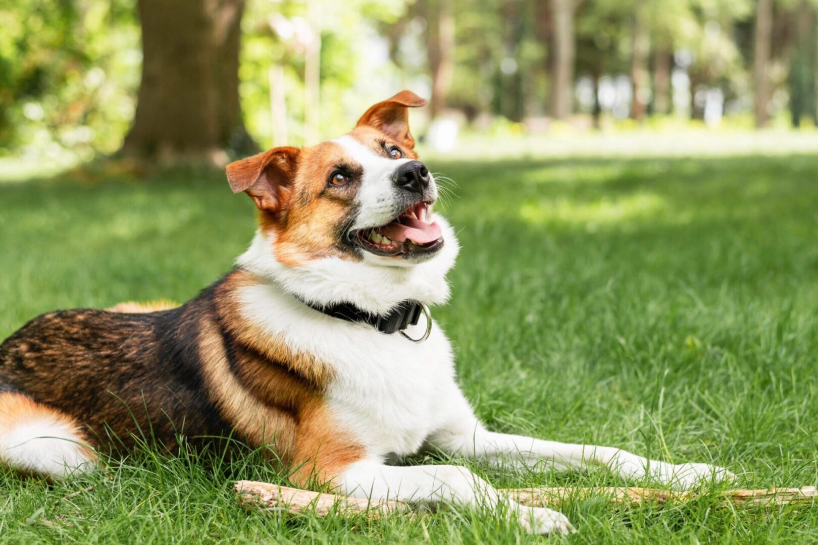 Dog enjoying a sunny day outdoors