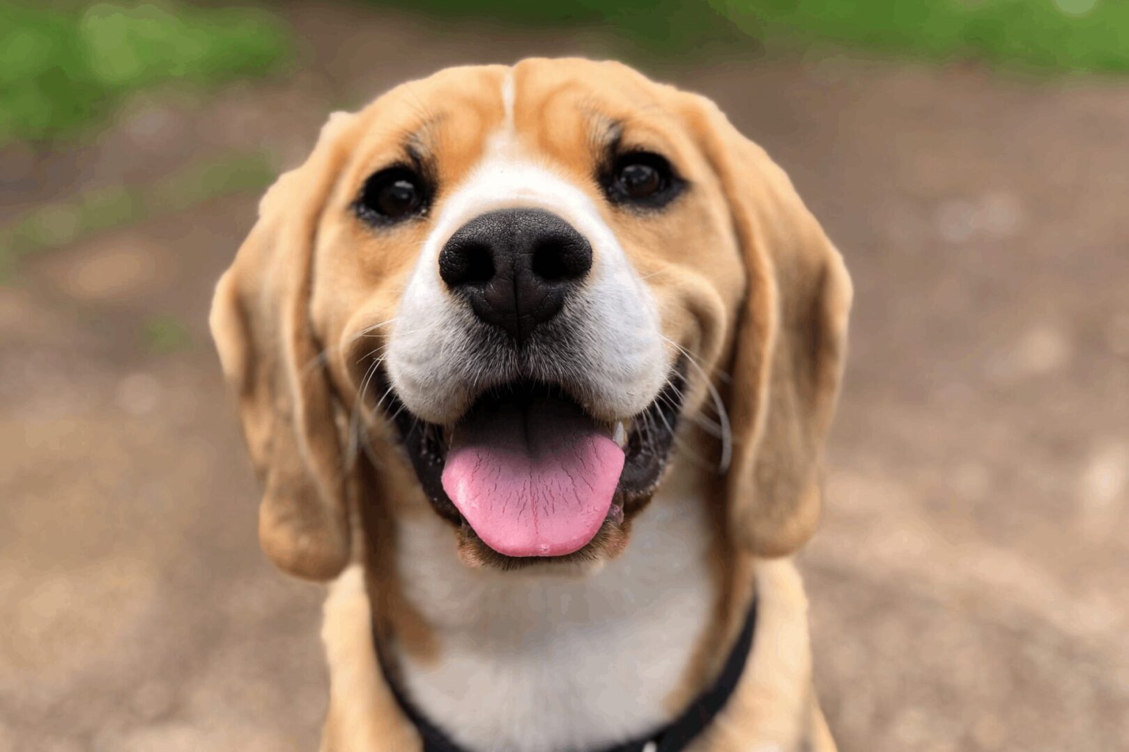 Happy beagle with tongue out