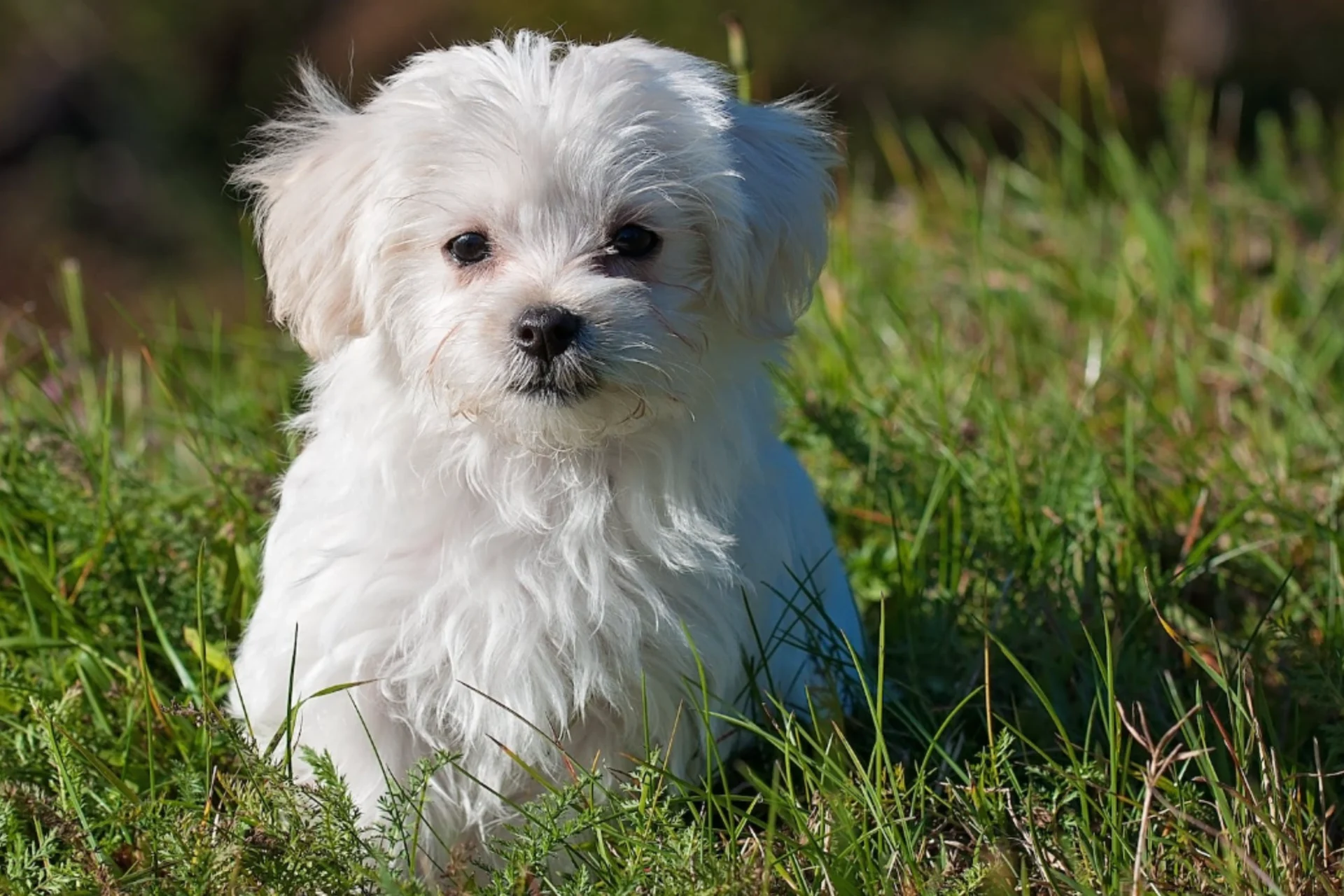 Adorable small dog outdoors in sunlight