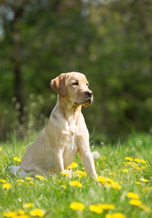 Yellow Labrador in blooming meadow
