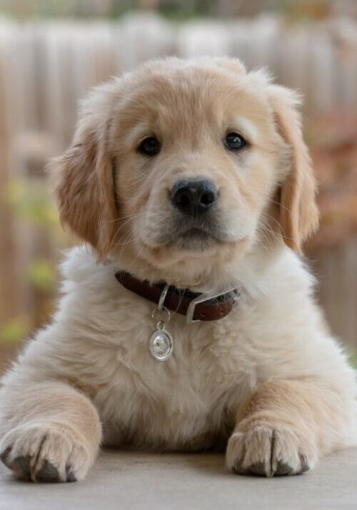 Cute golden retriever looking forward